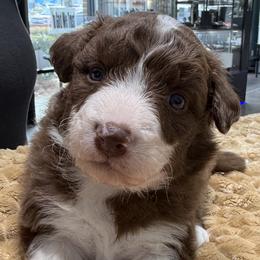Red and white boy 1 - White and red male Border Collie puppy in East Ellijay, Georgia from Nine Peaks Border Collies