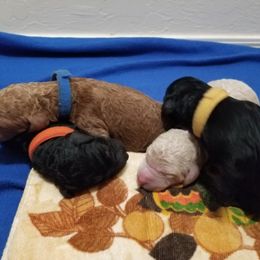 Poodle Puppies from Semper Poodelis