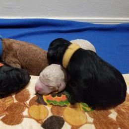 Poodle Puppies from Semper Poodelis