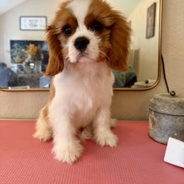 Cavalier King Charles Spaniel Puppies from Cavaliers of House Northup