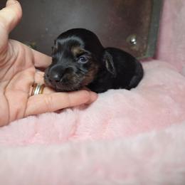 Dark enchantment 2200 - Brindle male Dachshund puppy in Bristol, Tennessee from It's Mini Wieners Baby