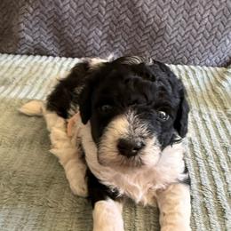 Pink Collar - Black female Poodle puppy in Huntsville, Alabama from Flint River Poodles