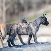 Grey brindle boy - Tiger Perro de Presa Canario puppy in Leitchfield, Kentucky from Rey Gladiador Presa Canario