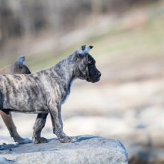 Grey brindle boy - Tiger Perro de Presa Canario puppy in Leitchfield, Kentucky from Rey Gladiador Presa Canario