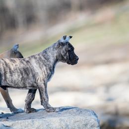 Grey brindle boy - Tiger Perro de Presa Canario puppy in Leitchfield, Kentucky from Rey Gladiador Presa Canario