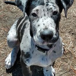Great Danes from M&J Danes