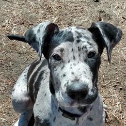 Great Danes from M&J Danes