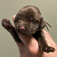 Girl 4 - Liver female English Cocker Spaniel puppy in Stokesdale, North Carolina from Belews Creek Gundogs