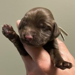 Girl 4 - Liver female English Cocker Spaniel puppy in Stokesdale, North Carolina from Belews Creek Gundogs
