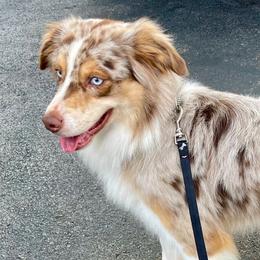 Jasper - Red merle male Miniature Australian Shepherd puppy in Somerset, Kentucky from Natural Life Ranch