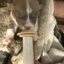 Boy 2 - Red male Pembroke Welsh Corgi puppy in Clifton, Texas from K&N Corgis