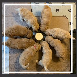 Bernedoodle and Goldendoodle Puppies from I Dream of Doodles