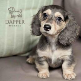 Chili - Dapple female Dachshund puppy in Zephyrhills, Florida from Dapper Doxies