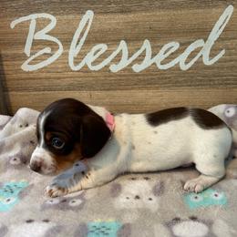 CKC Girl 3 Pink - Piebald female Dachshund puppy in Grand Valley, Pennsylvania from Dachshunds on the Hill