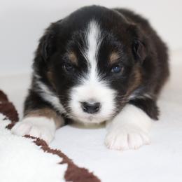 Fern - Black tri-color female Australian Shepherd puppy in Colorado from Firestone Australian Shepherds