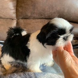 Shih Tzu Puppies from Willow Lane Shih Tzus