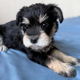 Loki - Black and silver male Miniature Schnauzer puppy in La Mirada, California from SchnauzersRus