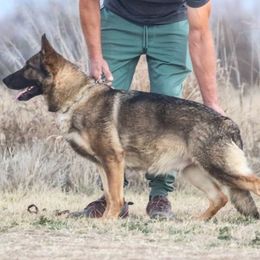 Elektra - German Shepherd