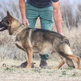 Elektra - German Shepherd