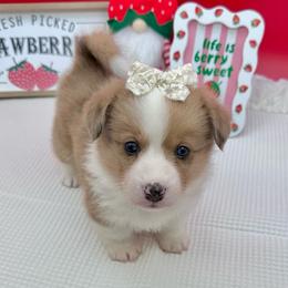 Dawn - Fawn merle female American Corgi puppy in Waskom, Texas from Piney Woods Corgis
