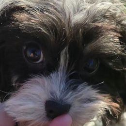 Comet - Black and white male Cavapoo puppy in Lebanon, Kentucky from Mosaic Merle Doodles