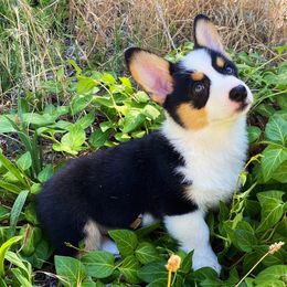 Pembroke Welsh Corgis from Paisley’s Pembroke Corgis