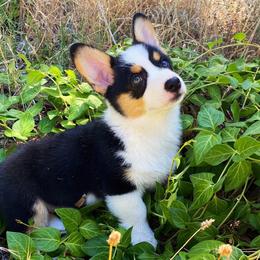 Pembroke Welsh Corgis from Paisley’s Pembroke Corgis
