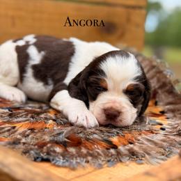 Angora - Liver white and tan female English Springer Spaniel puppy in Uvalda, Georgia from Willow Creek Farms