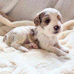 Boy 2 Cuddle - Blenheim male Cavapoo puppy in Gunnison, Utah from Curls and Camo Pups