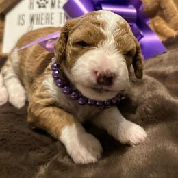 Glo - Apricot female Goldendoodle puppy in Cordova, Tennessee from TrueLine kennels