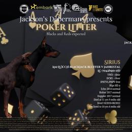 Doberman Pinscher puppies from Jackson's Dobermans