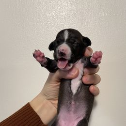 Girl 3 - White and black Italian Greyhound puppy in Myrtle Creek (3 Hr South Of Portland), Oregon from Ziggy's Iggys Northwest