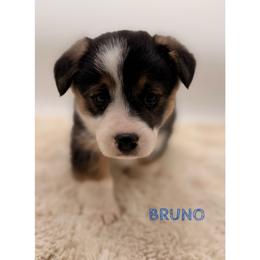 Bruno - Black and tan male Pembroke Welsh Corgi puppy in Zwingle, Iowa from Morehead Family Dogs