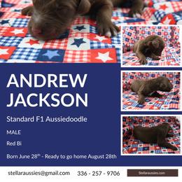 Andrew Johnson - Red male Aussiedoodle puppy in Asheboro, North Carolina from Stellar Aussies