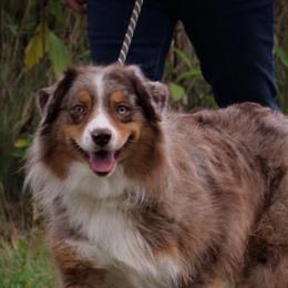 Australian Shepherds and Giant Schnauzers from Northern Lights Working Dogs
