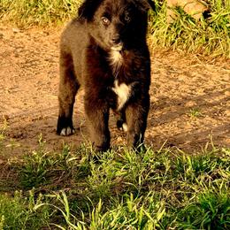 Sage - Black & white female Australian Shepherd puppy in Mineral Wells, Texas from A6 Australian Shepards
