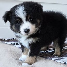 Hanna - Black tri female Toy Australian Shepherd puppy in Ellsinore, Missouri from Shebang Aussies