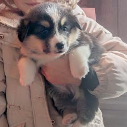 Boy 1 - Black and tan male Pembroke Welsh Corgi puppy in Edinburgh, Indiana from J Bar M Corgis