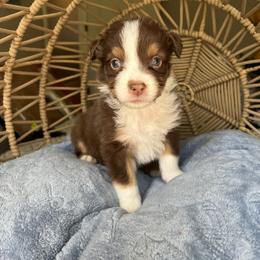Pocahontas - Red tri-color female Australian Shepherd puppy in Grants Pass, Oregon from Carmel Mountain Aussies