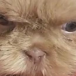 Shih Tzus from G & J Shih Tzu