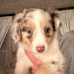 Bishop - Red merle male Toy Australian Shepherd puppy in Covington, Pennsylvania from Rigas Mini Aussies LLC