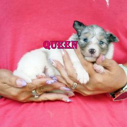 Queen - CHW blue merle girl - White blue merle and tan female Shetland Sheepdog puppy in Frazeysburg, Ohio from Mountain High Kennels