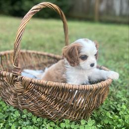 Latte - Blenheim female Cavalier King Charles Spaniel puppy in Batavia, Ohio from Erica's Cavalier King Charles Spaniels and Poodles