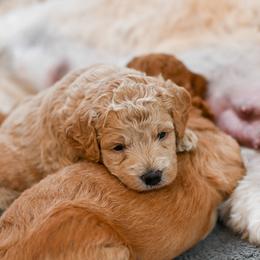 Aussiedoodle, Bernedoodle, Goldendoodle, and Irish Doodle Puppies from Sun Valley Goldendoodles