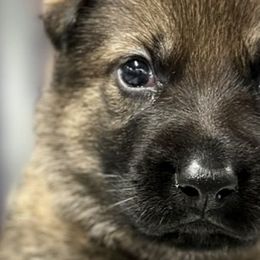 Boy 2 - Sable German Shepherd puppy in Terrell, Texas from Von Brodek Kennels