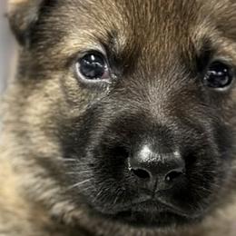 Boy 2 - Sable German Shepherd puppy in Terrell, Texas from Von Brodek Kennels