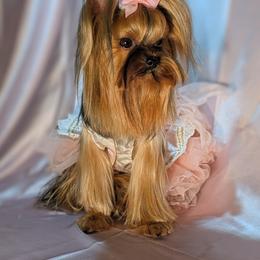 Yorkshire Terrier All Grown Up from Babydoll yorkies