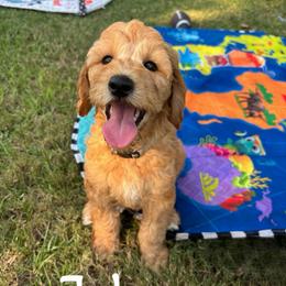 Johnny - Apricot male Goldendoodle puppy in Willacoochee, Georgia from Kitandkboodle's Doodles