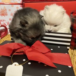Pomeranian Puppies from Black Hills Pomeranians