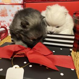 Pomeranian Puppies from Black Hills Pomeranians